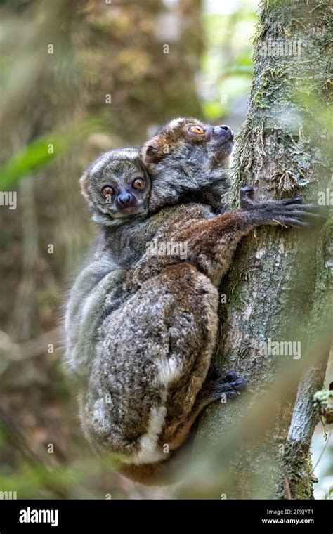 Avahi Lemur Woolly De Peyrieras Avahi Peyrierasi Animal Endémico En