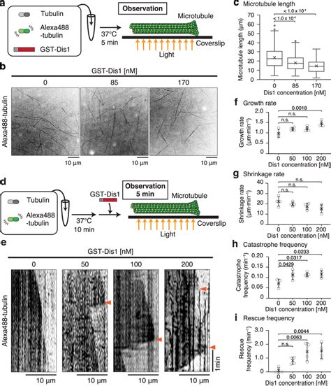 Dis1 Promotes Microtubule Dynamics In Vitro Including Induction Of