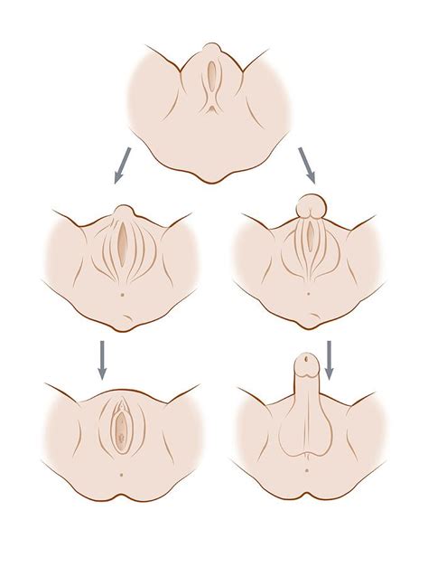 Human Genital Development By Henning Dalhoff Science Photo Library