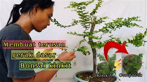 Belajar Membuat Gerak Dasar Bonsai Kinkit Jeruk Kingkit Youtube