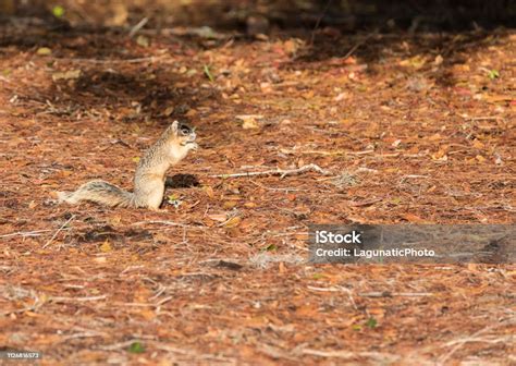 Alert Big Cypress Fox Squirrel Sciurus Niger Avicennia Stock Photo