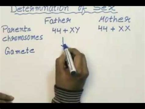 Sex Determination In Humans Class 12 Bio Ch 5 YouTube