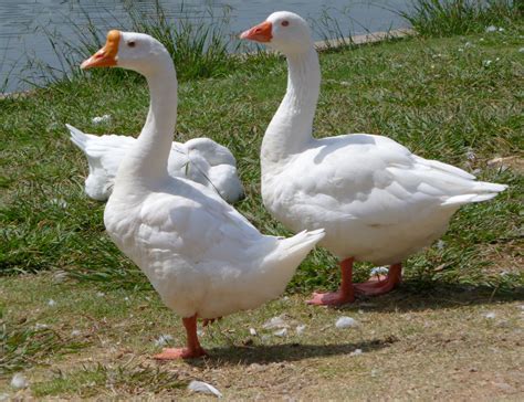 Geese At River Tanka | ZONGRIK