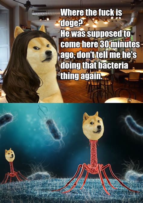 Doge is a bacteriophage | /r/dogelore | Ironic Doge Memes | Know Your Meme