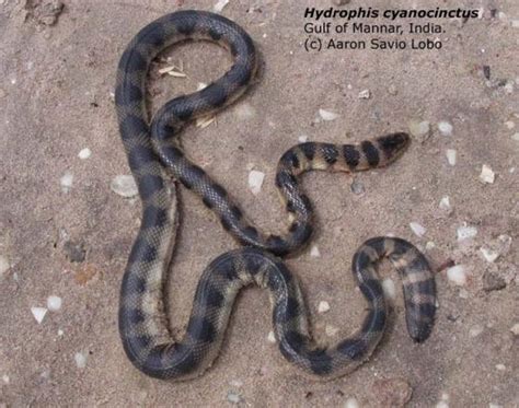 Hydrophis cyanocinctus | The Reptile Database