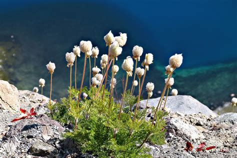 Images Gratuites Mer Eau La Nature Roche Montagne Plante Fleur