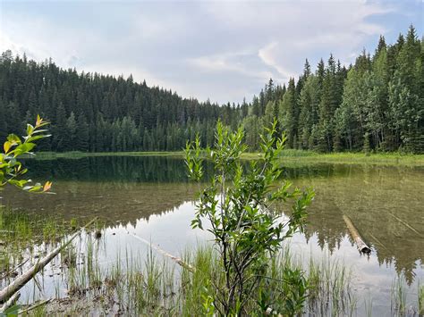 Champion Lakes Fishing Alberta Fishing Report