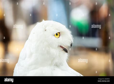 Typical owl hi-res stock photography and images - Alamy