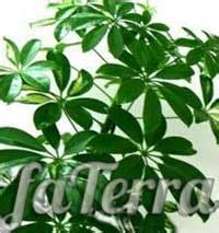 Шеффлера – особенности ухода с фото и видео | Faterra