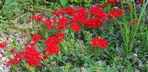 Glandularia Perennial Verbena Peruvian Mock Vervain Red Vervain