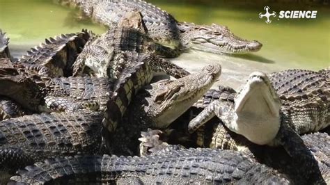 The 7 Main Differences Between Alligators And One News Page VIDEO