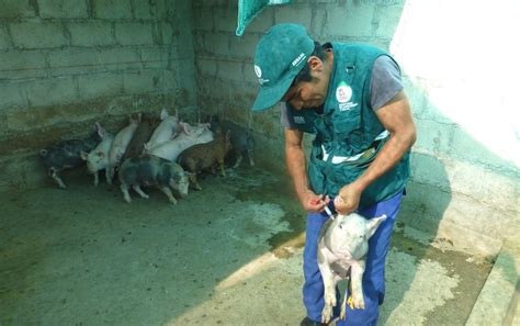 Senasa Registra 11 548 Cerdos Vacunados Contra La Peste Porcina En