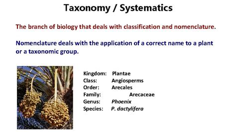 Classification Of Organisms Taxonomy Systematics The Branch Of