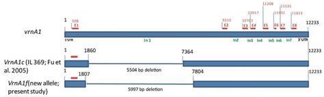 Schematic Diagram Of Vrn A Gene Vrn A C And New Allelic Variant