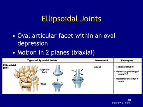 Ellipsoid Joints Meaning, Types, Features, And FAQs Sri, 45% OFF