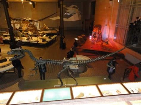 Museo De Ciencias Naturales De Bruselas Turismo En Flandes Bélgica