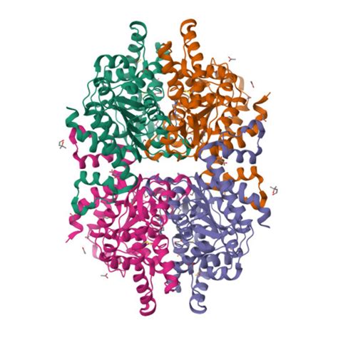 Rcsb Pdb Xxl Crystal Structure Of Human Deoxyhypusine Synthase In