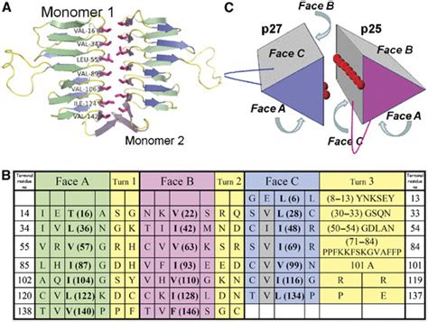 A Proposed Dimerization Mode For P And P A The Crystallographic