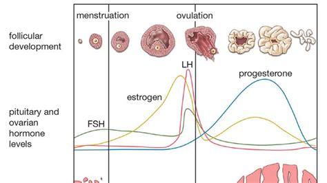 Steroid hormone | Definition, Classification, & Function | Britannica