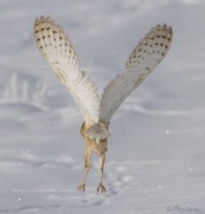 Barn Owl Hunting Adaptations And Techniques « Feathered Photography