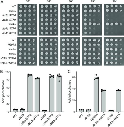 Deletions Of SPX Domain Containing Vtc2 And Vtc4 Subunits Of Vacuolar