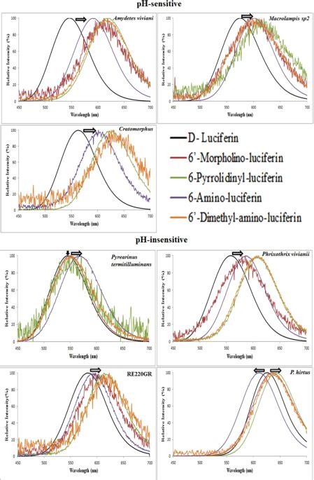 Phrixotrix Luciferase And Aminoluciferins Reveal A Larger Luciferin