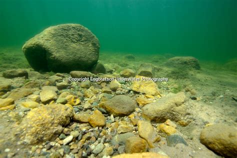 Underwater Scene Engbretson Underwater Photography