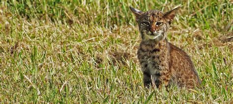 Is that a lynx? Or a bobcat? - The Wildlife Society