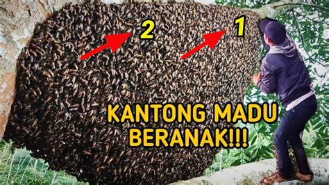 Kantong Madu Beranak Proses Pengambilan Lebah Madu Di Alam Liarlebah