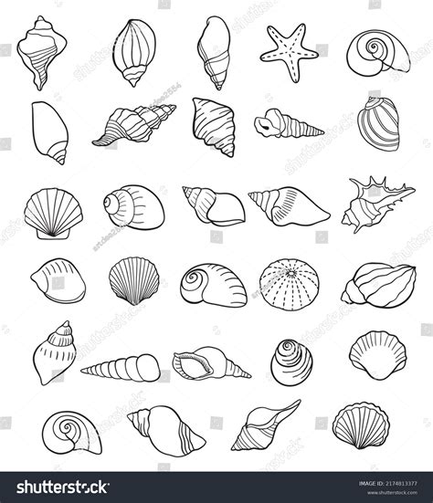 14,892 Seashell Outline Images, Stock Photos, 3D objects, & Vectors ...