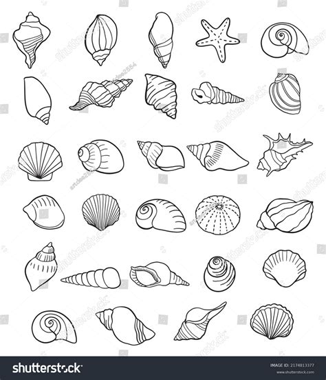 Seashells Images Stock Photos Vectors Shutterstock