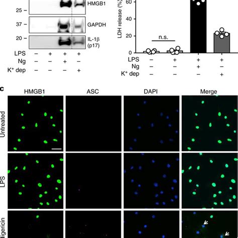 Pyroptosis Activators Lead To Hmgb1 Release From Macrophages Bmdm Were