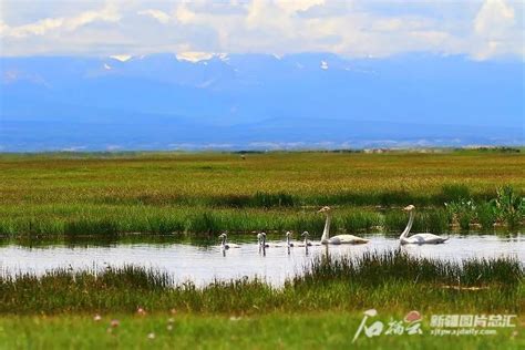 新疆为野生动植物撑起保护伞 胡杨网2023 兵团胡杨网 新疆兵团新闻门户