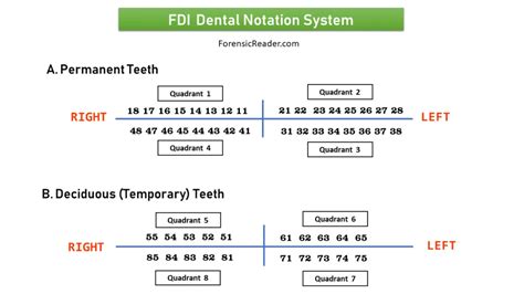 Fdi Palmer And Universal Tooth Numbering Systems For 55 Off