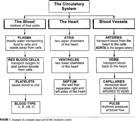 Blood Flow Concept Map Dorise Josephine