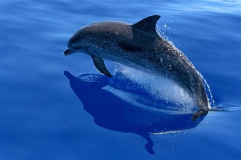 Whale And Dolphin Watching In Mauritius Mauritius Villa