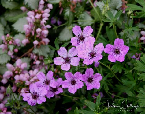Geranium Cinereum Ballerina