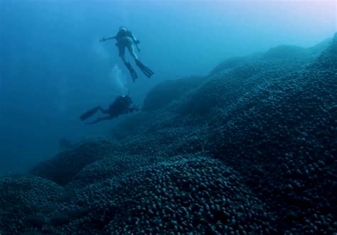 Discovery Of Ancient Coral Giant Redefines Marine Records