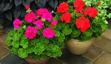 Bunga Geranium - IlmuBudidaya.com