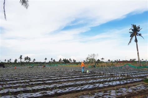 Was Was Petani Pesisir Kulonprogo Kala Lahan Tani Terancam Tambang 1