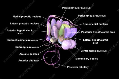 Hypothalamic nuclei, illustration - Stock Image - F040/4161 - Science ...