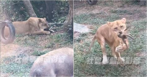 野生小獼猴掉進壽山動物園區 慘遭母獅吞食嚇壞遊客 生活 Ctwant