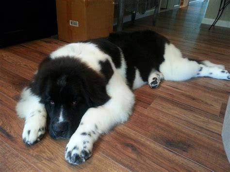 Landseer Newfoundland Puppies Uk - votusdhqmvotus