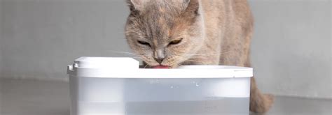 Reasons To Buy The Hydr Water Fountain For Your Cat Hoopo Hydr