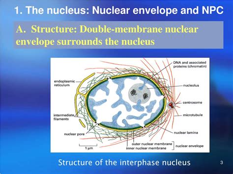 Ppt The Cell Nucleus Powerpoint Presentation Free Download Id5399108