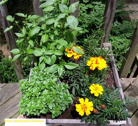 5 Tips for Successfully Planting Herbs in Pots - Countryside