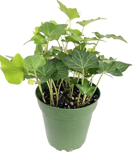 Green English Ivy Live Plant In A 4 Inch Pot Hedera Helix