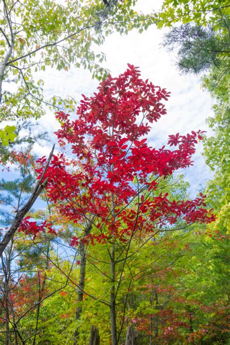 Plants That Give You Bang For Your Buck Thatwowgarden