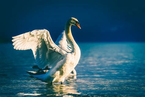 Fotos gratis mar agua naturaleza pájaro ala lago fauna