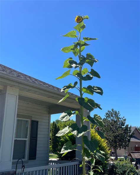 idaho  massive sunflower  star  grown taller   entire